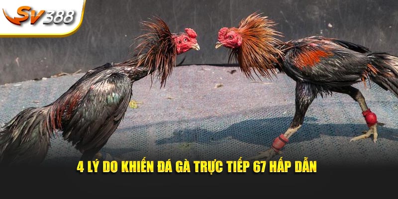 4 lý do khiến đá gà trực tiếp 67 hấp dẫn