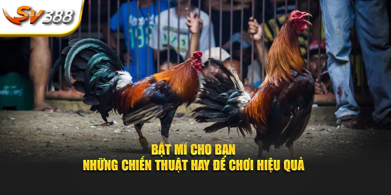 Bật mí cho bạn những chiến thuật hay để chơi hiệu quả