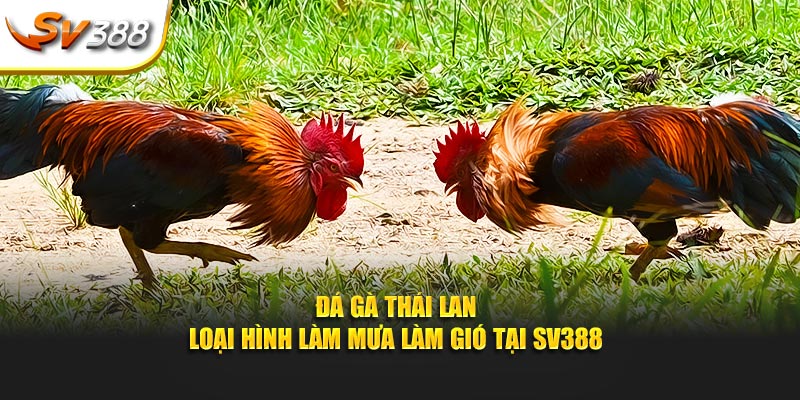 đá gà Thái Lan