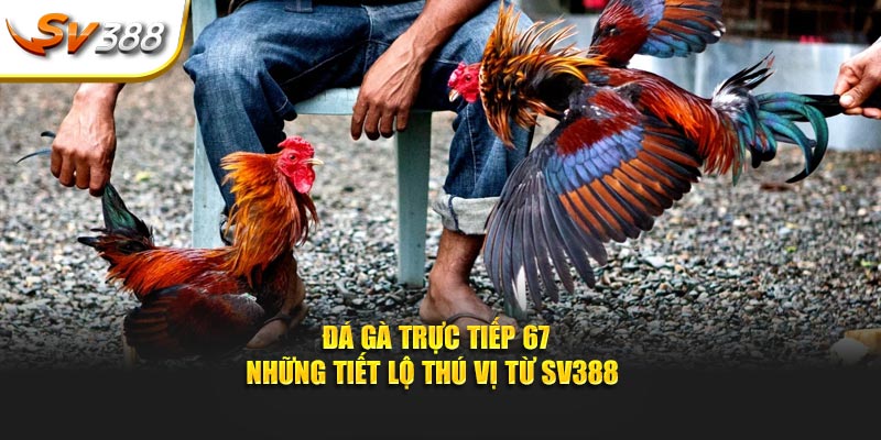 Đá gà trực tiếp 67