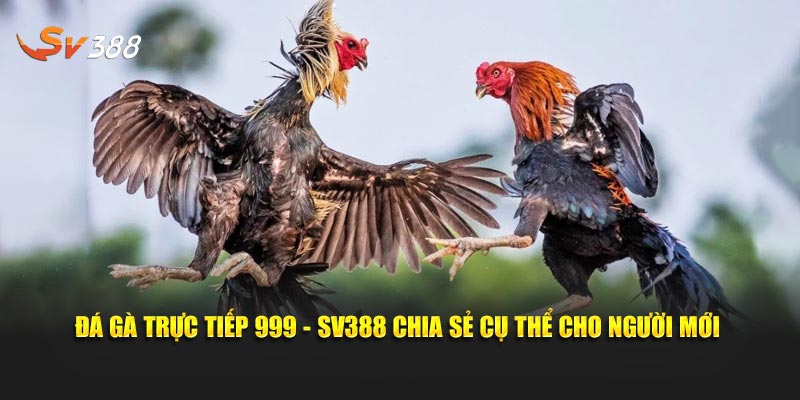 Đá gà trực tiếp 999