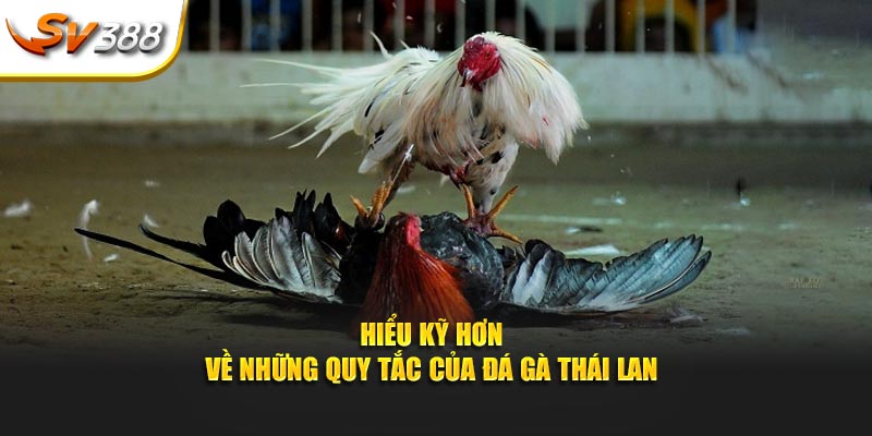 Hiểu kỹ hơn về những quy tắc của đá gà Thái Lan