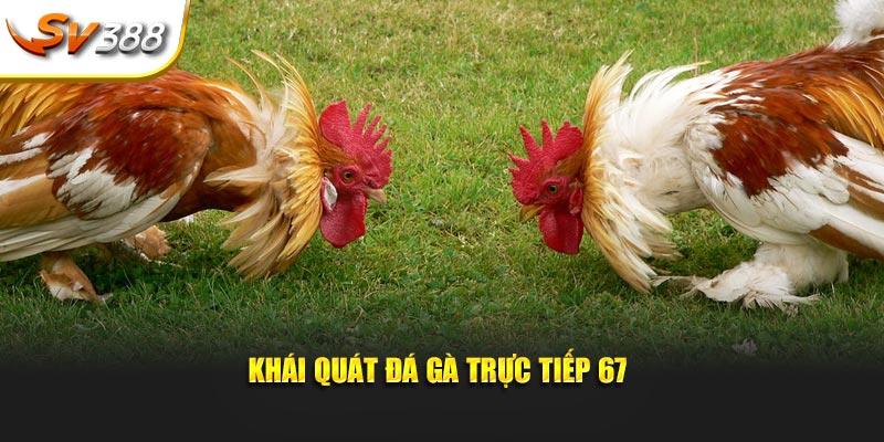 Khái quát đá gà trực tiếp 67