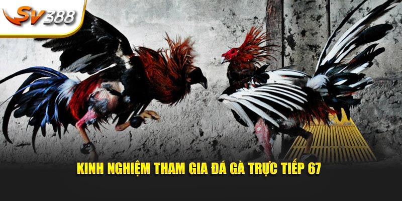 Kinh nghiệm tham gia đá gà trực tiếp 67