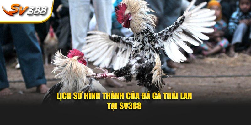 Lịch sử hình thành của đá gà Thái Lan tại SV388