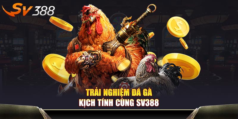 Trải nghiệm đá gà kịch tính cùng SV388