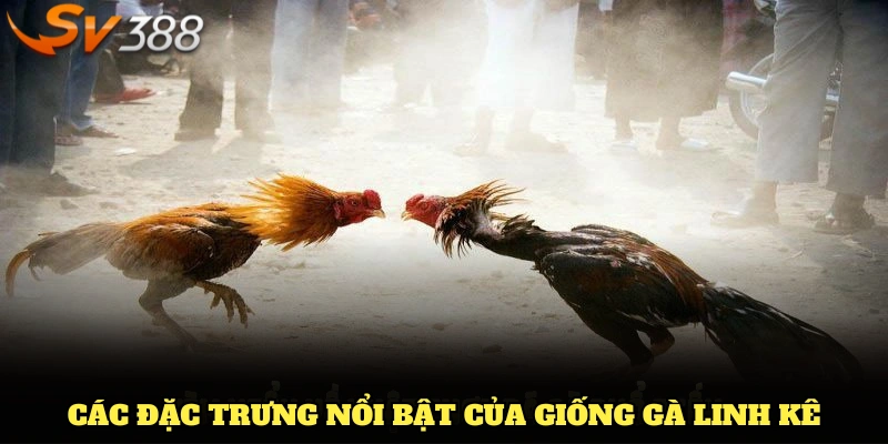 Các đặc trưng nổi bật của giống gà linh kê qua SV388