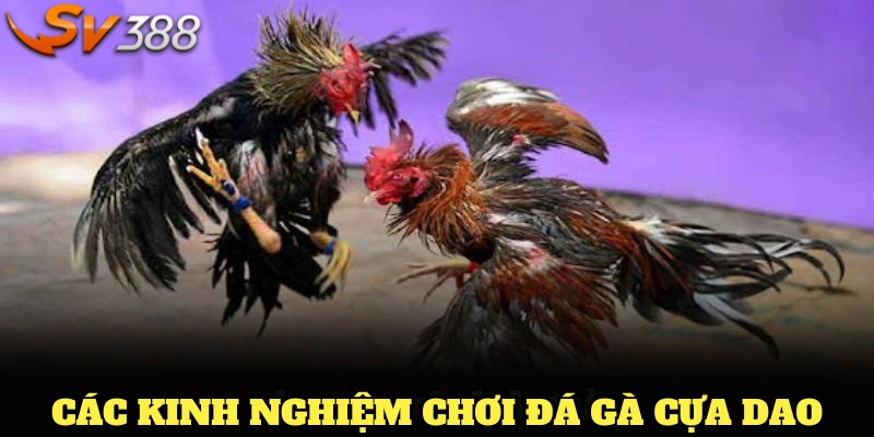 Các kinh nghiệm chơi đá gà cựa dao cơ bản từ các chuyên gia