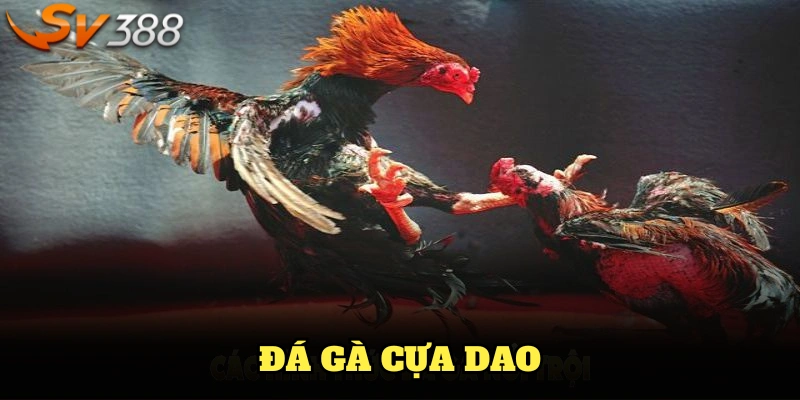Luật đá gà cựa dao