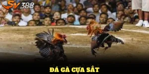 Đá gà cựa sắt