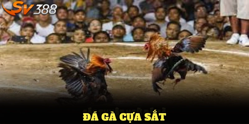 Đá gà cựa sắt