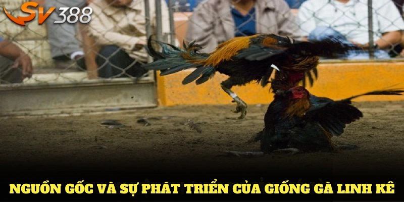 Nguồn gốc và sự phát triển của giống gà linh kê tại SV388