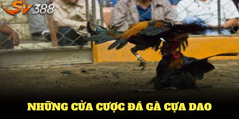 Những cửa cược đá gà cựa dao dễ ăn tiền cho người mới