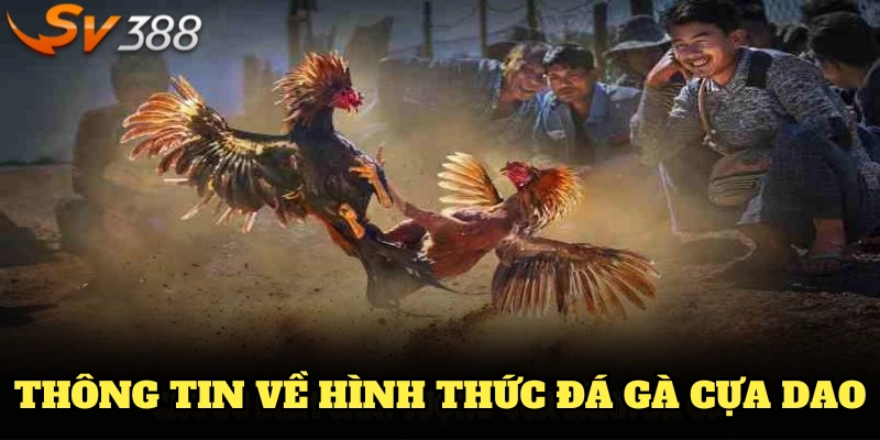 Các thông tin quan trọng về hình thức đá gà cựa dao bạn nên nắm rõ