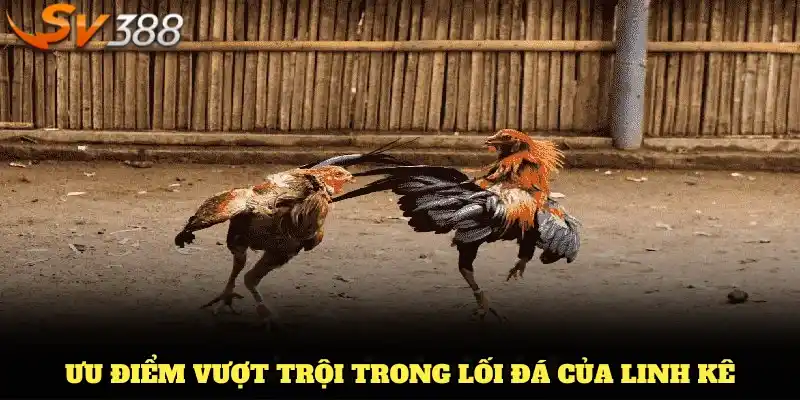 Ưu điểm vượt trội trong lối đá của linh kê từ SV388