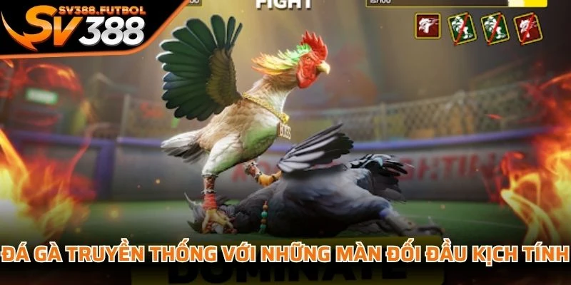 Đá gà truyền thống với những màn đối đầu kịch tính và giàu tính kỹ thuật