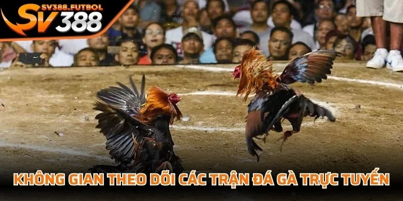 Không gian theo dõi các trận đá gà trực tuyến tại SV388 cực kỳ sôi động